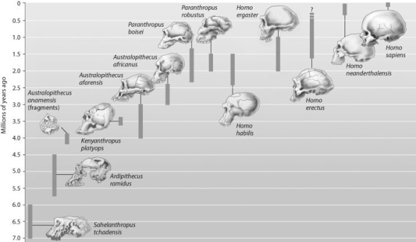    -According to this figure, which species lived concurrently with Homo ergaster? A)  Australopithecus anamensis B)  Australopithecus africanus C)  Paranthropus boisei D)  Homo sapiens