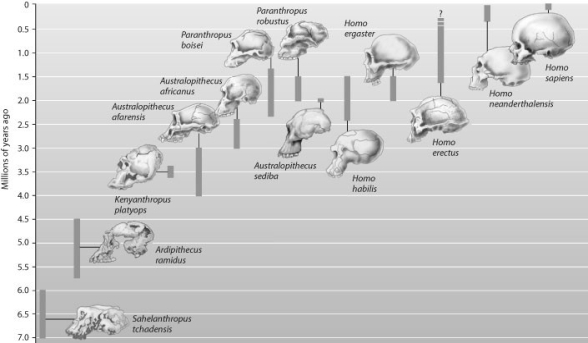    -Which option lists the major groups or genera from the fossil record in the correct order from earliest to most recent?   A)  Australopithecus, Sahelanthropus, Homo B)  Sahelanthropus, Ardipithecus, Australopithecus, Homo C)  Ardipithecus, Sahelanthropus, Australopithecus, Homo D)  Sahelanthropus, Homo, Australopithecus, Ardipithecus