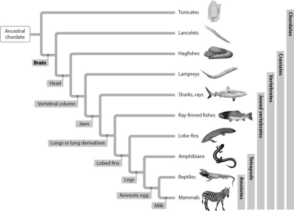   -The main difference between the earliest evolved tetrapods and the most recently evolved tetrapods is that A)  later tetrapods have larger brains. B)  later tetrapods produce milk to feed their young. C)  early tetrapods lack legs. D)  early tetrapods lack a vertebral column.