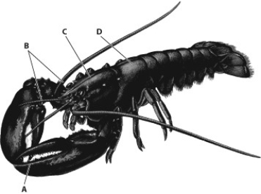    -The most obvious feature that this animal shares with annelids is A)  large claws B)  three major body regions C)  several types of jointed appendages D)  segmentation