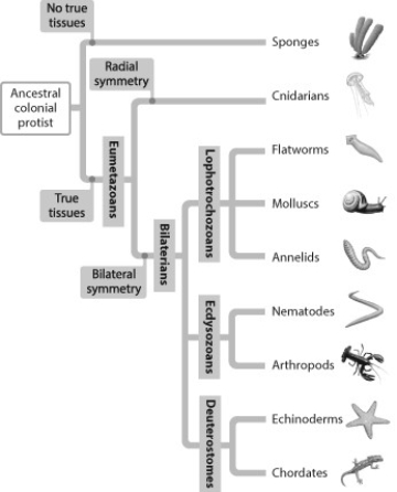    -Which group of animals is the most diverse? A)  sponges B)  deuterostomes C)  bilaterians D)  eumetazoans