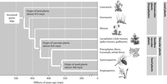 According to this figure, at what time in the evolutionary history of plants did vascular systems likely first evolve?   A)  475 mya B)  460 mya C)  425 mya D)  360 mya