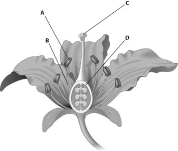 Which part of this figure represents the anther?   A)  structure A B)  structure B C)  structure C D)  structure D