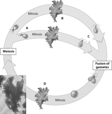   -Which group has the least scientific support for its position in the phylogeny? A)  SAR, because the phylogeny indicates that stramenopiles, alveolates, and rhizarians have only partial scientific support of evolutionary relationships. B)  Excavata, because the phylogeny indicates this group is not related to any other group in the phylogeny. C)  Unikonta, because the phylogeny indicates that fungi and animals are only partially evolutionarily related to one another. D)  Archaeplastida because the phylogeny indicates that red and green algae have stronger relationships with one another than with land plants.