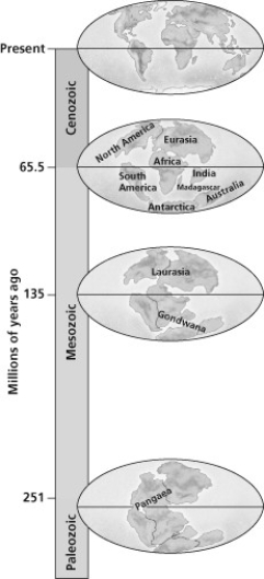 According to the accompanying figure, if a species were found only in Laurasia 135 million years ago, on which modern continents would its descendants most likely be found today?   A)  North America only B)  Europe and Asia only C)  North America, Europe, and Asia D)  Africa and South America