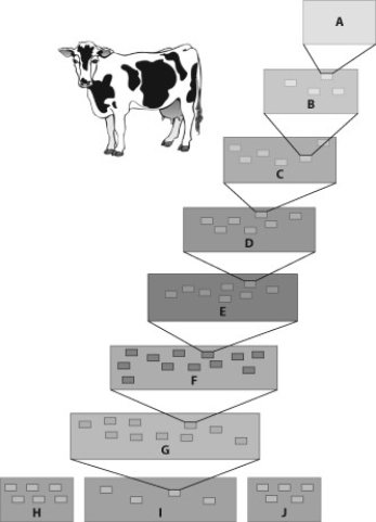 The accompanying figure shows the hierarchy of classification of the cow, Bos primigenius.    -H, I, and J at the base of the hierarchy represent A)  classes. B)  kingdoms. C)  domains. D)  phyla.