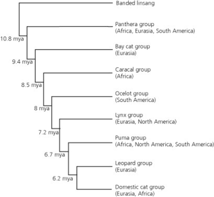 The Family Felidae Cats Is Distributed Across Africa Eurasia North