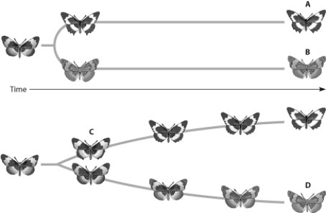Which butterfly has changed gradually but significantly from its ancestor through microevolutionary events that were not part of a speciation event?   A)  butterfly A B)  butterfly B C)  butterfly C D)  butterfly D