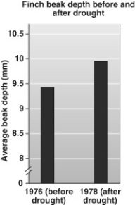 These data collected by the Grants show that   A)  all birds surviving after the drought had deeper beaks than those existing before the drought. B)  most birds died as a result of the drought. C)  before the drought all birds had beaks between 9 and 9.5 mm deep and after the drought all birds had beaks between 9.5 and 10 mm deep. D)  after the drought the average bird had a deeper beak.