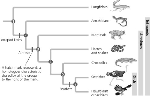 According to this figure, which pair of organisms shares the most recent common ancestor?   A)  lungfishes and amphibians B)  amphibians and lizards C)  mammals and crocodiles D)  lizards and ostriches