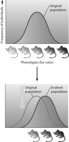 Which statement best describes the mode of selection depicted in the figure?   A)  stabilizing selection, changing the average color of the population over time B)  directional selection, favoring the average individual C)  directional selection, changing the average color of the population over time D)  disruptive selection, favoring the average individual