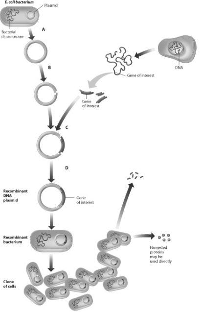 Which step in this process requires use of restriction enzymes?   A)  step A B)  step B C)  step C D)  step D