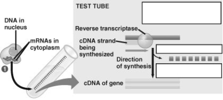 Which step in the creation of cDNA involves the use of reverse transcriptase?   A)  step 1 B)  step 2 C)  step 3 D)  step 4
