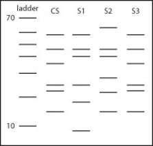 Use the accompanying figure to answer the following question. The bands in the ladder are in 10-base increments, starting with 10 bases at the bottom and going to 70 bases at the top. CS, crime scene; S1, suspect 1; S2, suspect 2; S3, suspect 3. Which suspect is likely to have committed the crime?   A)  suspect 1 B)  suspect 2 C)  suspect 3