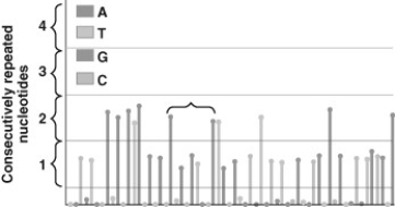 What sequence is indicated by the data between the brackets?   A)  GAGTG B)  GGAGTGG C)  GGAAGGTTGG D)  GAAGGTTG