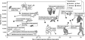What can you conclude from this figure?   A)  Nematodes have more genes that mustard plants. B)  The size of the genome is negatively correlated with the number of genes. C)  Mammals tend to have the largest genomes. D)  Animals have the largest numbers of genes.