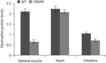 Researchers are using the CRISPR-Cas9 system to genetically engineer organisms in order to study gene function and to attempt to help patients with genetic diseases. In 2016, a research team used the CRISPR-Cas9 system to genetically alter pig zygotes so that they would have muscular dystrophy, a type of genetic disease that results in muscle wasting and loss of muscle mass. This disease often results from a lack of the protein dystrophin in skeletal muscle tissue. Researchers sometimes develop animal models of diseases so that they can develop therapies to treat the human version of the disease. The researchers compared the molecular biology and physiology of two types of pigs: healthy, normal pigs (WT)  and those that were modified when they were zygotes with the CRISPR-Cas9 system (CRISPR) . The data below show the dystrophin levels in various tissues from both types of pigs.    Source: Adapted from Yu, H. H., Zhao, H., Qing, Y. B., Pan, W. R., Jia, B. Y., Zhao, H. Y., Huang, X. X., et al. (2016) . Porcine zygote injection with Cas9/sgRNA results in DMD-modified pig with muscle dystrophy. International Journal of Molecular Sciences,17(10) : 1668. MDPI AG. Retrieved from http://dx.doi.org/10.3390/ijms17101668. -What can you conclude from the figure? A)  The CRISPR-Cas9 system was mostly successful in specifically targeting the dystrophin gene only in skeletal muscle cells. B)  The dystrophin protein is not expressed in heart cells. C)  The WT pigs had a higher level of dystrophin mRNA in their intestinal cells when compared to the CRISPR pigs. D)  Cas9 acted to hydrolyze the dystrophin protein in all three tissues of the CRISPR pigs.