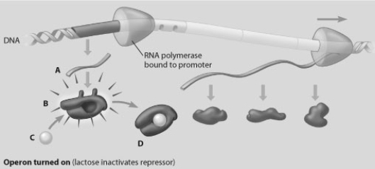 In this drawing of the lac operon, which molecule is an inactive repressor?   A)  molecule A B)  molecule B C)  molecule C D)  molecule D