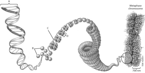Which structure in this figure shows one complete nucleosome?   A)  structure A B)  structure B C)  structure C D)  structure D
