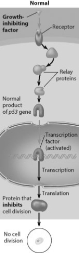 The figure below shows a normal cell transduction pathway. If the receptor weren't there, which of the following is the most likely outcome?   A)  Cell division will occur normally. B)  Cell division will not occur at all. C)  Cell division will be increased. D)  Cell division will be decreased.