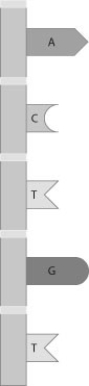 What nucleotide sequence would be found on the complementary DNA strand of the strand shown here?   A)  ACTGT B)  UGAGA C)  TGACA D)  TGUGU