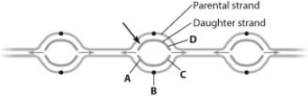 If the left end of the daughter strand indicated by the arrow in the figure is being synthesized in one continuous piece, then   A)  the DNA at point A is being synthesized in one continuous piece. B)  the DNA at point B is being synthesized in small pieces. C)  the DNA at point C is being synthesized in one continuous piece. D)  the DNA at point D is being synthesized in one continuous piece.