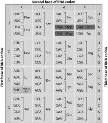   -Examine the following two DNA sequences. Sequence 1: ATGCGATGCTAGCAT Sequence 2: ATGCGATGATAGCAT If both of these sequences code for proteins, how might the function of protein 2 differ from the function of protein 1? Use the genetic code shown for assistance. A)  Protein 1 and protein 2 will function exactly the same. B)  Protein 1 will be shorter than protein 2, so they will not function the same. C)  Protein 2 will be shorter than protein 1, so they will not function the same. D)  Protein 2 has a different sequence, so it will function differently from protein 1.