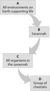 Which level in the hierarchy shown is a community?   A)  level A B)  level B C)  level C D)  level D
