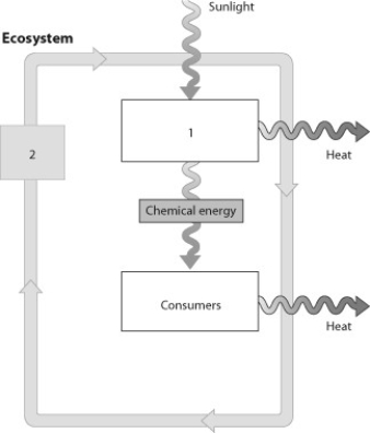 The box numbered 2 represents which process?   A)  cycling of energy B)  decomposers acting on all parts of the system C)  cycling of matter D)  gases in the atmosphere that can block sunlight