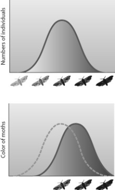 When a scientist examined museum specimens of a particular moth species, she noticed that the variation in color was distributed as shown in the first graph. She was surprised because her data from current collections indicated the distribution of colors shown in the second graph. Which hypothesis about the cause of this shift in the range of genetic variation is the most likely to be supported by examination of the distribution of colors in a collection assembled at a time between that of the collection of the museum specimens and her current specimens?   A)  Darker moths tend to lay more eggs than light moths. B)  Birds prefer to eat lighter moths rather than darker moths. C)  The bark of the tree on which moths landed became darker over time. D)  Darker moths were more likely to survive and have offspring over time.