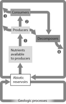 Which model is best studied through a systems approach? A)  model of O2/CO2 exchange in a leaf   B)  model of arrangements of atoms in a molecule   C)  model of the biogeochemical cycling of nutrients   D)  model of skin color inheritance  