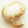 Identify the following mushrooms. Write the mushroom's name next to the photograph. -_____________________   