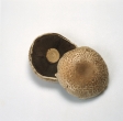 Identify the following mushrooms. Write the mushroom's name next to the photograph. -_____________________   