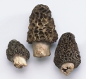 Identify the following mushrooms. Write the mushroom's name next to the photograph. -____________________   