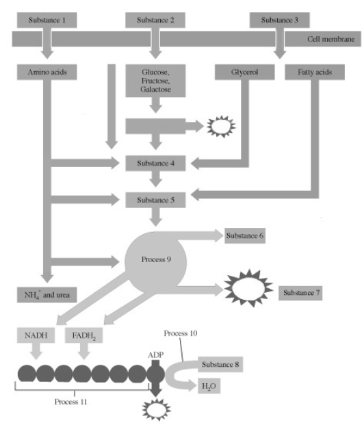 In this figure depicting the Stages of Metabolism taken from your text, identify the metabolic substance numbered.   substance 8<div style=padding-top: 35px> 