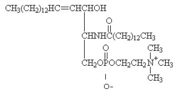 For the question(s)  that follow, identify the class of lipid to which each of the following molecules belongs. -  A)  sphingolipid B)  simple lipid C)  bile salt D)  triacylglycerol E)  prostaglandin