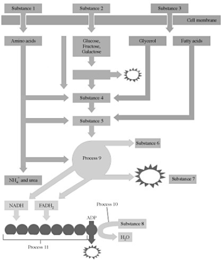 In this figure depicting the Stages of Metabolism taken from your text, identify the metabolic substance numbered.   -Substance 2