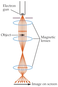   For the top magnetic lens, the direction of the magnetic field needed to deflect the electrons is   A)  1 B)  2 C)  3 D)  4 E)  5