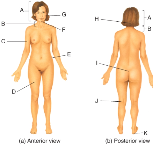 Where on the diagram is the sacral area?   A) C B) D C) E D) I E) J