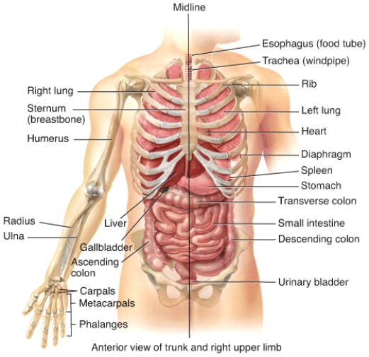 The humerus is _____ to the radius.   A) proximal B) distal C) medial D) inferior E) anterior