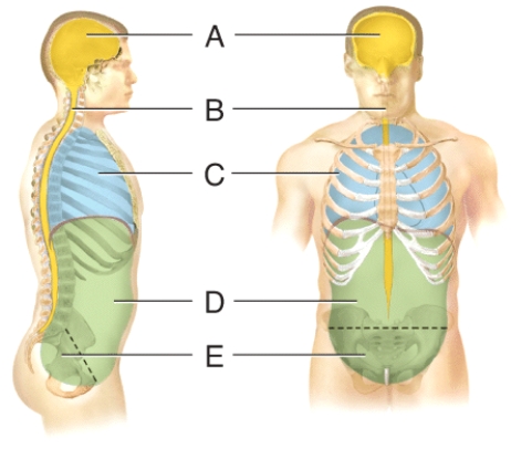 Which cavity contains the small intestine?   A) (a)  B) (b)  C) (c)  D) (d)  E) (e) 