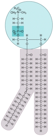 What type of molecule is shown in the diagram? Where in a eukaryotic cell would this type of molecule be commonly found? What special chemical properties does this molecule possess that allows it to accomplish its functions?   
