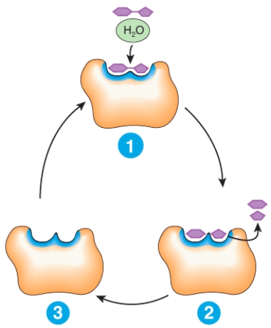 Describe what is happening at places 1,2 and 3 in the diagram.   