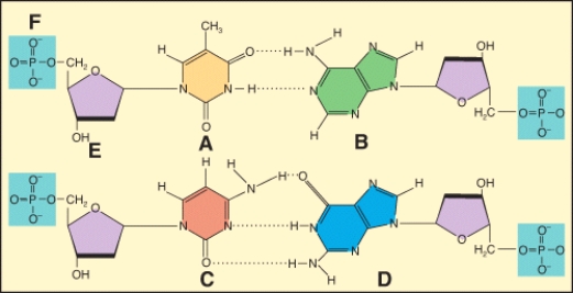 In the diagram,which labeled structure is a purine base?   A) A B) B C) E D) Both A and B. E) All of these choices
