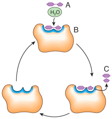 In the diagram,what would happen to the concentration of C if the concentration of A increases?   A) increases B) decreases C) no change