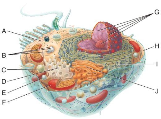 In the diagram,this structure directs cellular activities.   A) D B) F C) G D) A E) H
