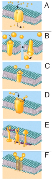 Which of the following represents a receptor?   A) A B) B C) C D) D E) E