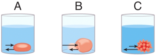 In the diagram,which one represents a hypertonic solution   A) A B) B C) C D) Both B and C E) All of these choices are correct.