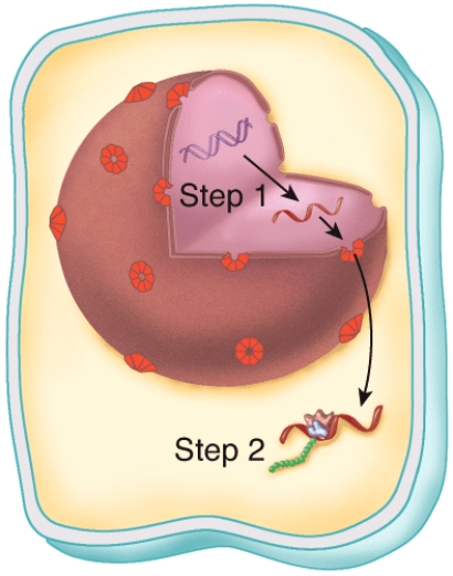 What does this figure represent?   A) fluid mosaic model of the plasma membrane B) cytokinesis C) mitosis D) gene expression E) organelle digestion