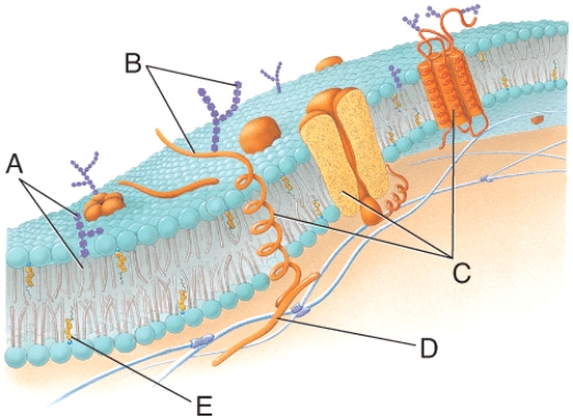 What structural components of the membrane are labeled (C) in the diagram?   A) peripheral proteins B) cholesterol molecules C) pores D) integral proteins E) phospholipids